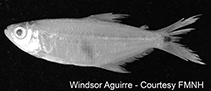 To FishBase images (<i>Landonia latidens</i>, Ecuador, by Aguirre, W./FMNH)