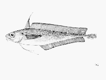 To FishBase images (<i>Laemonema laureysi</i>, by FAO)