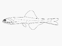 To FishBase images (<i>Lampanyctus lineatus</i>, by SFSA)