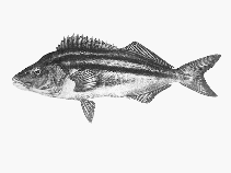 To FishBase images (<i>Latris lineata</i>, by CSIRO)
