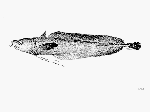To FishBase images (<i>Laemonema longipes</i>, by FAO)