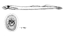 Image of Entosphenus macrostoma (Vancouver lamprey)