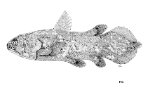 To FishBase images (<i>Latimeria menadoensis</i>, by FAO)