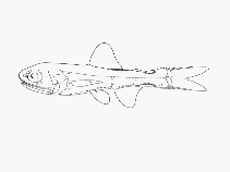 To FishBase images (<i>Lampadena notialis</i>, by SFSA)
