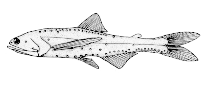 To FishBase images (<i>Lampanyctus photonotus</i>, Canada, by Canadian Museum of Nature, Ottawa, Canada)