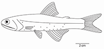 To FishBase images (<i>Lampanyctus ritteri</i>, by Chu, E.)