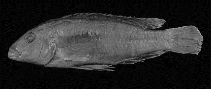 Image of Labidochromis textilis 