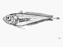 To FishBase images (<i>Microlepidium verecundum</i>, by FAO)