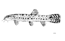 Image of Lepidocephalichthys birmanicus 