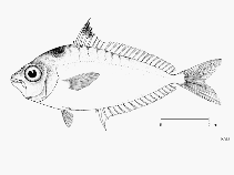 To FishBase images (<i>Leiognathus blochii</i>, by FAO)