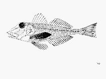 To FishBase images (<i>Lepidotrigla cadmani</i>, by FAO)