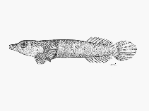 To FishBase images (<i>Lepadichthys caritus</i>, South Africa, by SFSA)