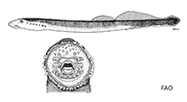 Image of Lethenteron kessleri (Siberian brook lamprey)