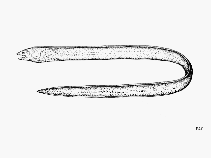 Image of Leuropharus lasiops (Acned snake-eel)
