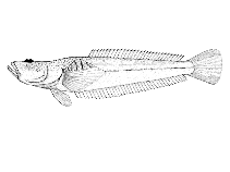 To FishBase images (<i>Leptoscopus macropygus</i>, New Zealand, by McDowall, R.M.)