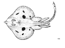 To FishBase images (<i>Raja melitensis</i>, by FAO)