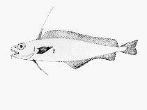 To FishBase images (<i>Lepidion microcephalus</i>, by CSIRO)