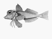 To FishBase images (<i>Lepidotrigla modesta</i>, by CSIRO)