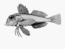 To FishBase images (<i>Lepidotrigla mulhalli</i>, by CSIRO)