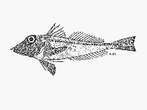To FishBase images (<i>Lepidotrigla multispinosa</i>, South Africa, by SFSA)