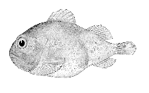 Image of Lethotremus muticus (Docked snailfish)