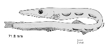 To FishBase images (<i>Lestidiops neles</i>, Colombia, by Beltrán-León, B.S./Raul Ríos Herrera)