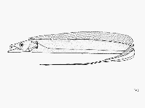 To FishBase images (<i>Lepturacanthus pantului</i>, by FAO)