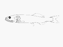 To FishBase images (<i>Leptochilichthys pinguis</i>, by SFSA)
