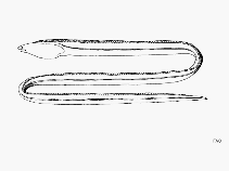 Image of Letharchus rosenblatti (Sailfin snake-eel)