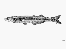 To FishBase images (<i>Leuresthes sardina</i>, by FAO)