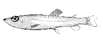 Image of Leuroglossus stilbius (California smoothtongue)