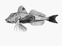 To FishBase images (<i>Lepidotrigla vanessa</i>, by CSIRO)