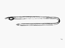 Image of Leptenchelys vermiformis (Slender worm-eel)