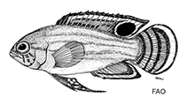 To FishBase images (<i>Lipogramma anabantoides</i>, by FAO)