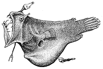 To FishBase images (<i>Linophryne argyresca</i>, by Pohl, R.E.)