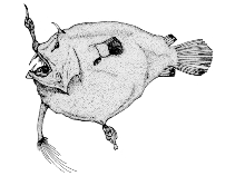 To FishBase images (<i>Linophryne bicornis</i>, Canada, by Canadian Museum of Nature, Ottawa, Canada)