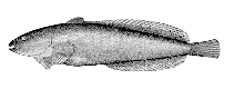 To FishBase images (<i>Neoliparis callyodon</i>, Alaska, by Bull. U.S. Bur. Fish.)