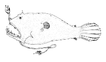 Image of Linophryne coronata 