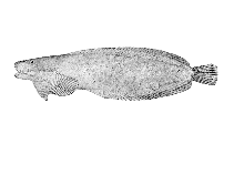 To FishBase images (<i>Liparis cyclopus</i>, USA, by Hopkins Seaside Laboratory)