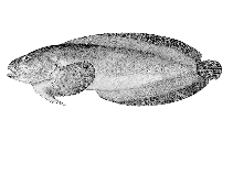 To FishBase images (<i>Liparis dennyi</i>, USA, by Hopkins Seaside Laboratory)