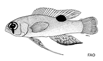 To FishBase images (<i>Lipogramma flavescens</i>, by FAO)