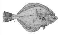 To FishBase images (<i>Pleuronectes glacialis</i>, Canada, by Canadian Museum of Nature, Ottawa, Canada)