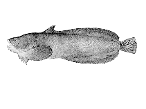 To FishBase images (<i>Neoliparis greeni</i>, Canada, by Hopkins Seaside Laboratory)