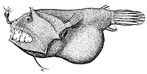 To FishBase images (<i>Linophryne corymbifera</i>, by Pohl, R.E.)