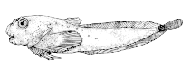 To FishBase images (<i>Liparis inquilinus</i>, Canada, by Canadian Museum of Nature, Ottawa, Canada)