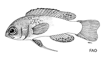 To FishBase images (<i>Lipogramma klayi</i>, by FAO)