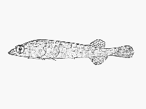 To FishBase images (<i>Lissonanchus lusheri</i>, Mozambique, by SFSA)