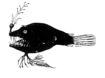 To FishBase images (<i>Linophryne pennibarbata</i>, Cape Verde, by Reiner, F.)