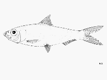 To FishBase images (<i>Lile piquitinga</i>, by FAO)