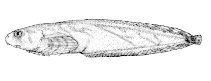 Image of Liparis pulchellus (Showy snailfish)